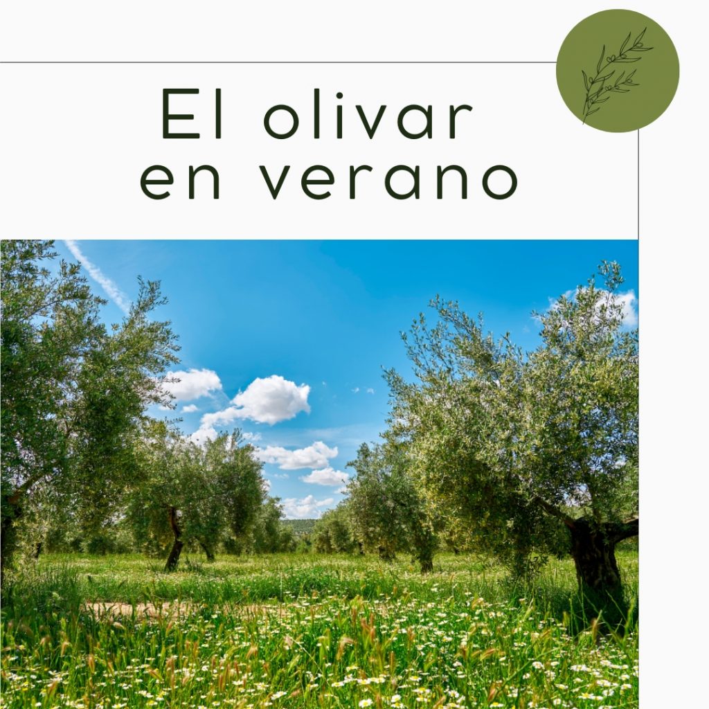 olivar, olivo, verano, productos naturales, caae, sequía, aove, finca badenes